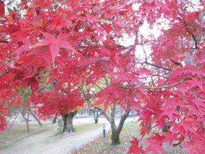 パークサイドヴィラ倉敷前の公園の紅葉