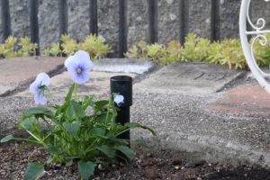 2015秋冬花壇のブルーのビオラ
