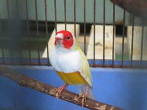 草津熱帯圏の小鳥