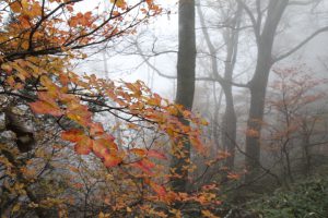 石鎚の紅葉と霧