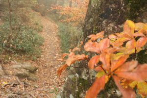 石鎚の登山道と紅葉