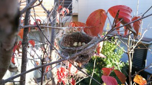 コスモガーデン植込みの鳥の巣