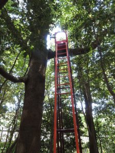 鹿児島のアートの森の梯子