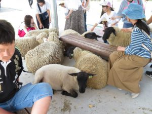 鹿児島の霧島方面の高千穂牧場の羊