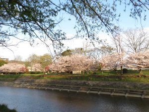 コスモリバー最寄りの桜の石手川