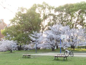 コスモリバー最寄りの桜の公園のバスケットコート