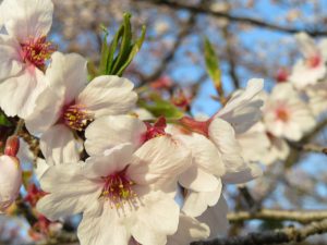 コスモリバー最寄りの桜