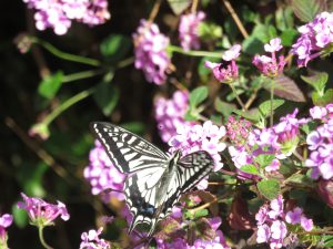 コスモクリアＤの２０２２春のランタナの蝶１匹