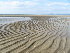 香川の有明浜の波跡