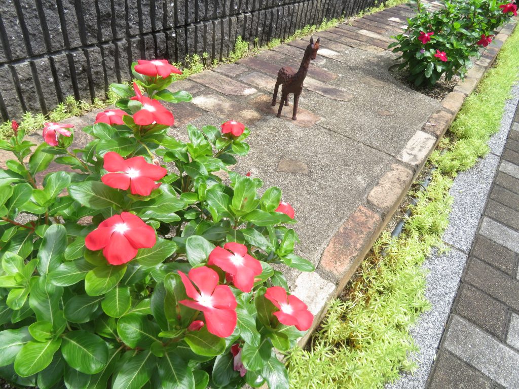 台風10号通過後花壇2