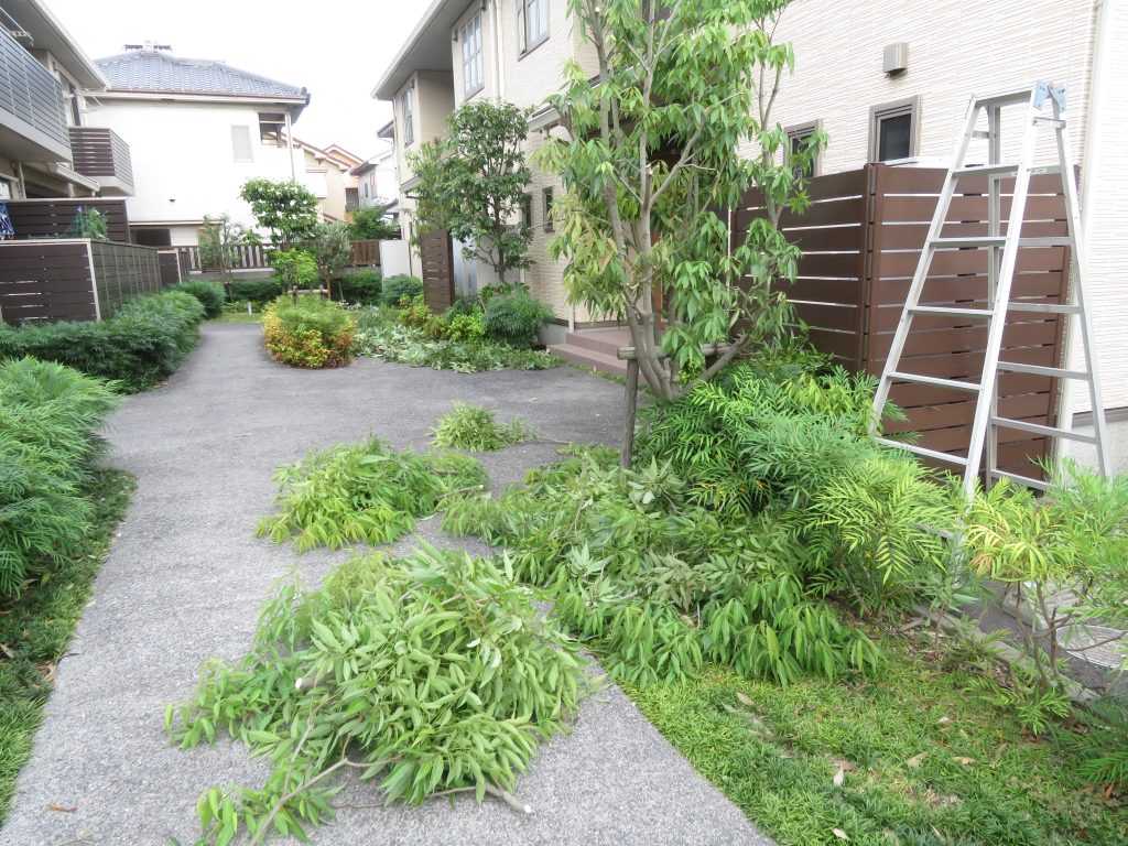 梅雨前剪定の立木