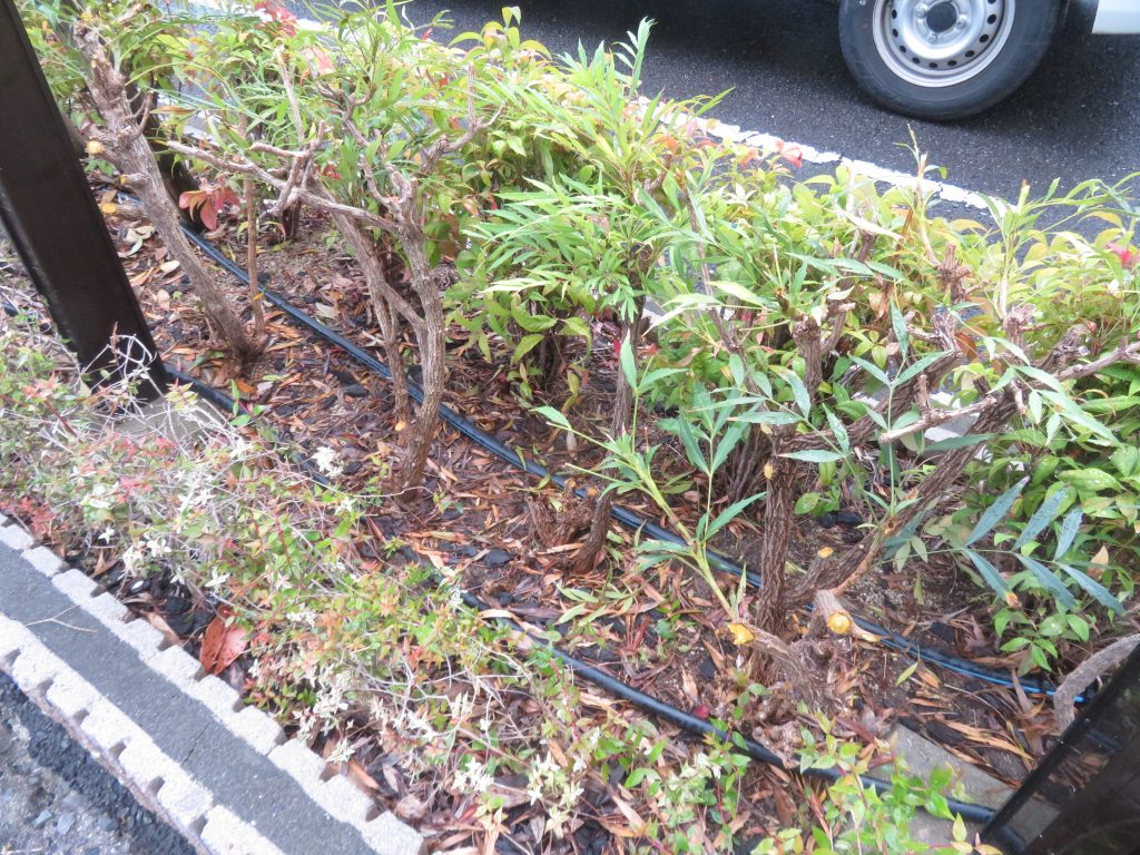 梅雨前剪定のマホニアコンフーサ剪定後