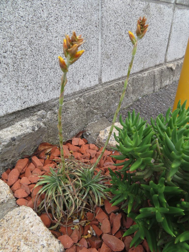 開花２０２５のディッキア