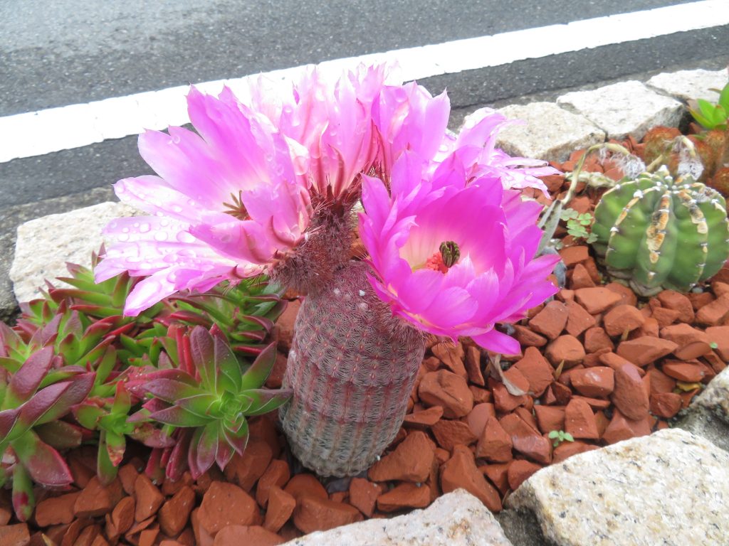 開花２０２５の紫太陽の花