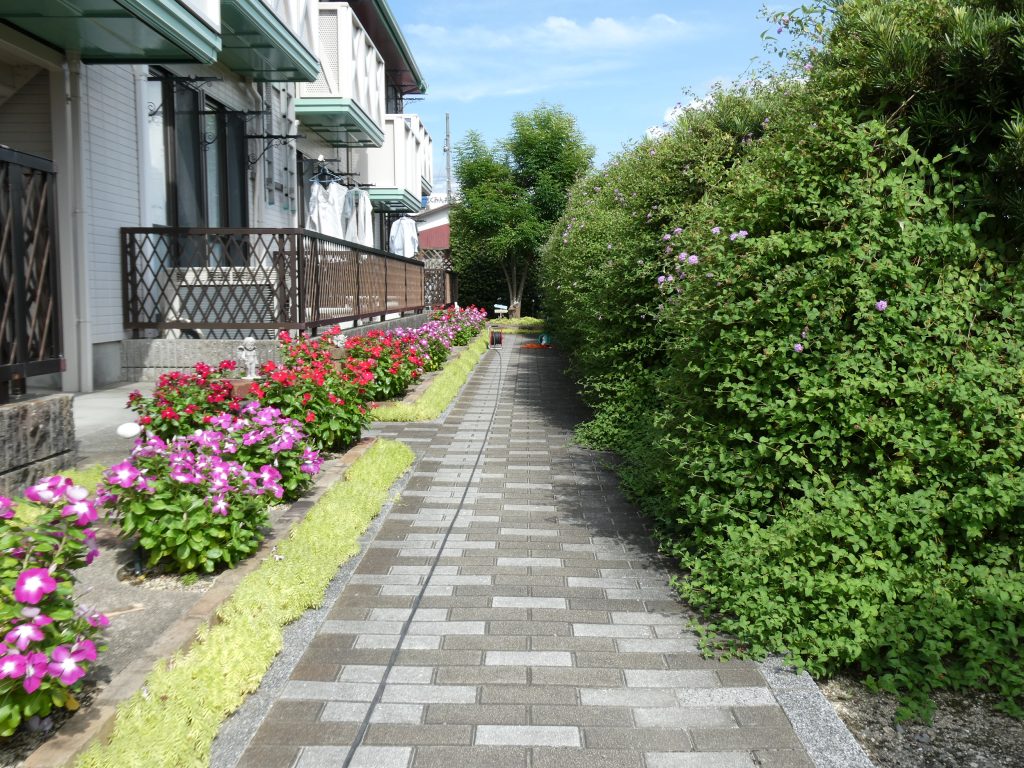 夏の剪定２０２５の剪定前ランタナ