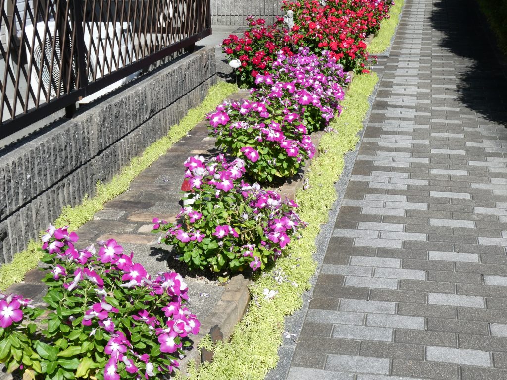 花壇切り戻し前１