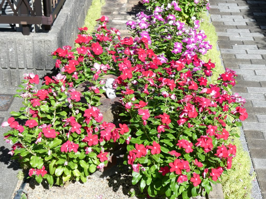花壇切り戻し前２