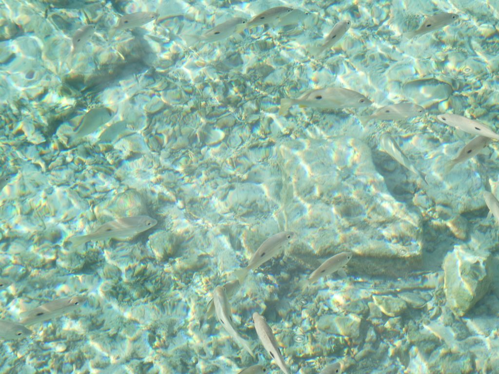 ２０２６竹富西桟橋の魚