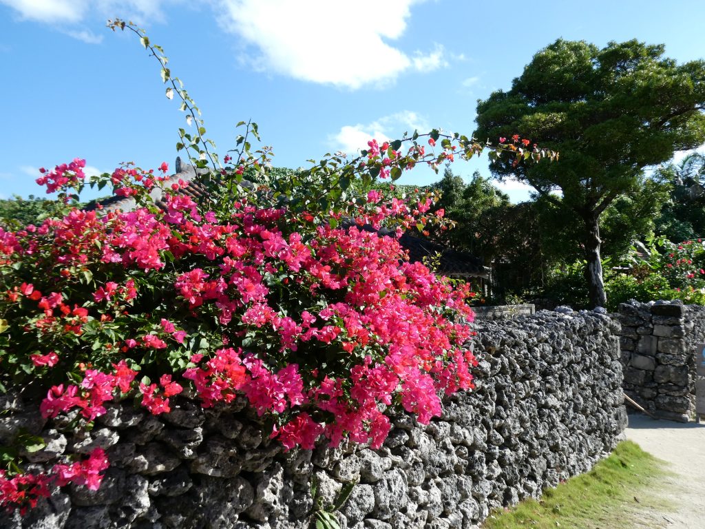 ２０２６竹富の花