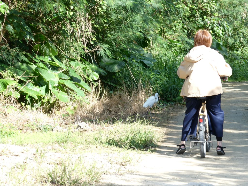 ２０２６竹富の野鳥
